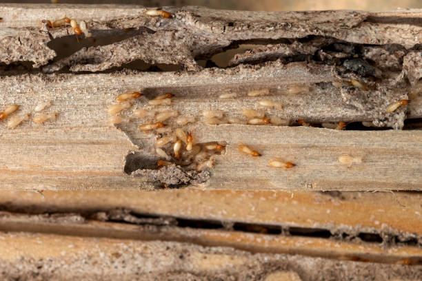 Best Best Pest Control Companies  in Chain Lake, WA