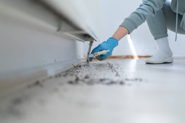 Best Bed Bug Extermination  in Chain Lake, WA