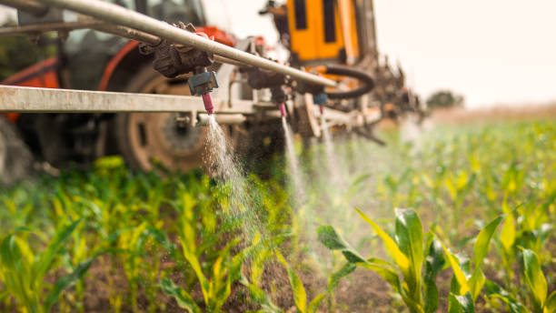 Wasp Removal Services in Chain Lake, WA