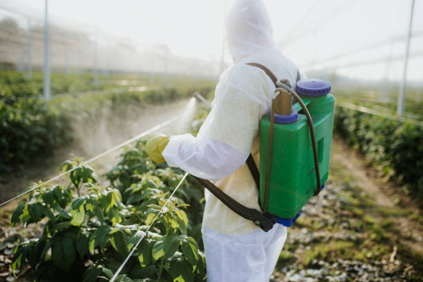 Best Termite Control Services  in Chain Lake, WA